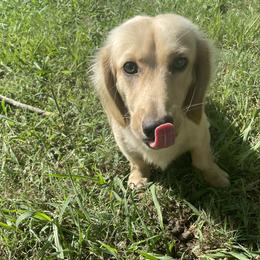 Loki - Dachshund