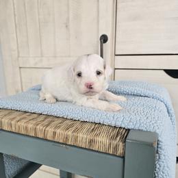 Dean - Parti male Goldendoodle puppy in Floyd, Virginia from Hearts and Paws Poodles and Doodles