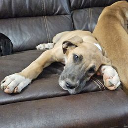 Girl 5 - Fawn Great Dane puppy in Hydes, Maryland from Chapman House of Danes