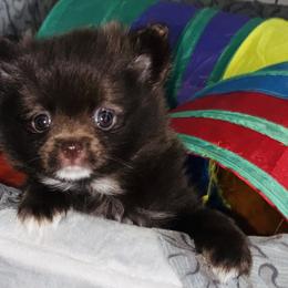 Girl 1 - female Pomeranian puppy in Lake Forest Park, Washington from Tea Pup Pomeranians