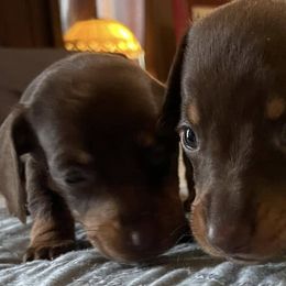 Dachshunds from LeighAnne's Dachshunds