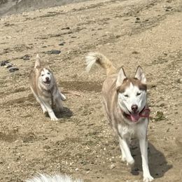 Siberian Husky Puppies from Young Orchard Siberians