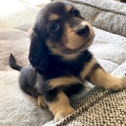 Dachshund Puppies from Jantera Mini Longhair Dachshunds