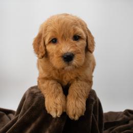 Sage Brown Boy - Apricot male Goldendoodle puppy in Lafayette, Alabama from Sweethaven Kennels