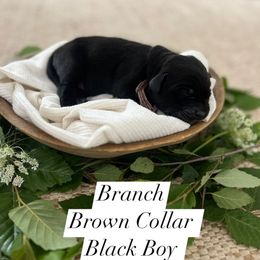 Branch - Black male Dilute Retriever puppy in Kenton, Ohio from Lynn Valley Labradors