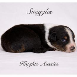 Snuggles - Black tri-color male Australian Shepherd puppy in Ceres, California from Knight's Aussies