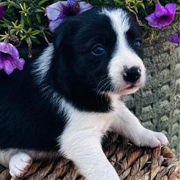 Girl 2 - black and white - Black and white female Border Collie puppy in Minden, Iowa from Rocking N Registered Border Collies & Labradors