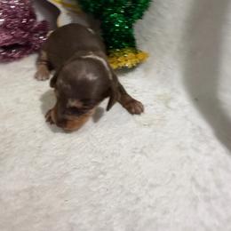 Dapple female - Dapple female Dachshund puppy in Pleasant Plains, Arkansas from JGBs Silver Spur Dachshunds