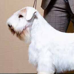 Bubby - Sealyham Terrier
