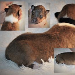 Collie Puppies from Liberty Collies