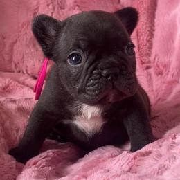 Biscotti - Black and tan female French Bulldog puppy in Galt, California from The three little frenchies