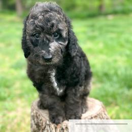 Canada Dry - Blue merle male Aussiedoodle puppy in Corydon, Indiana from Ridgeline Doodles