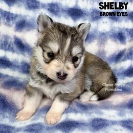 Shelby - Silver female Pomsky puppy in Sheffield, Iowa from Clover Ridge Pomskies