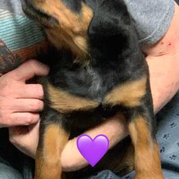 Purple collar - Black and tan female Rottweiler puppy in Cleveland, Tennessee from Thomas Rotts