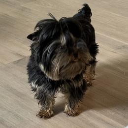 Yorkshire Terriers from Oasis' Yorkshire Terriers