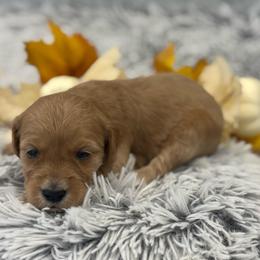 Sadie - Red  female Goldendoodle puppy in Ambrose, Georgia from Brandilyn's Aussies