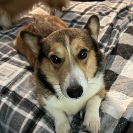 Strawberry - Pembroke Welsh Corgi