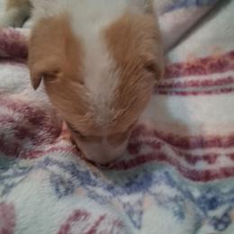 Perfect Male - Red male Pembroke Welsh Corgi puppy in Gaffney, South Carolina from Battlefield Kennels