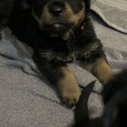 Boy 1 - Rottweiler puppy in Florida from Copper Ridge Kennel