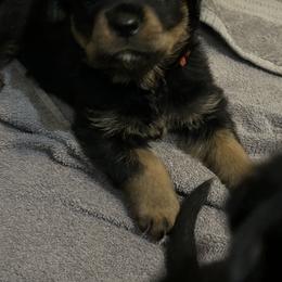 Boy 1 - Rottweiler puppy in Florida from Copper Ridge Kennel