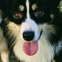 Miniature American Shepherds from Atherney