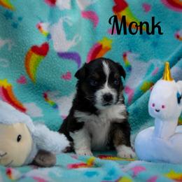 Monk - Black tri-color male Australian Shepherd puppy in Benton City, Washington from Eventide Australian Shepherds