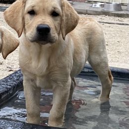 Girl 2 - Yellow Labrador Retriever puppy in The Hammocks, Florida from Chambray Labradors