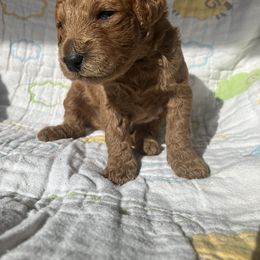 Goldendoodle Puppies from Cassie Farms