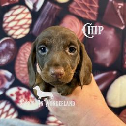 Chocolate Chip - Chocolate and tan male Dachshund puppy in Rainier, Oregon from Doxies in Wonderland