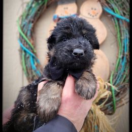 Mouth - Black and tan male German Shepherd puppy in Fort Jennings, Ohio from Von Holtzapple German shepherds
