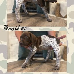 German Shorthaired Pointer Puppies from German Shorthaired Pointers - Golden CO