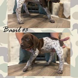 German Shorthaired Pointer Puppies from German Shorthaired Pointers - Golden CO