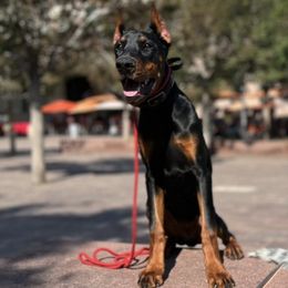 Boston Terriers and Doberman Pinschers from Diamonds In The Ruff Boston Terriers & Dobermans