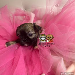 Honey - Sable female Shih Tzu puppy in Walkertown, North Carolina from Lil’ Bit’s Shih Tzu