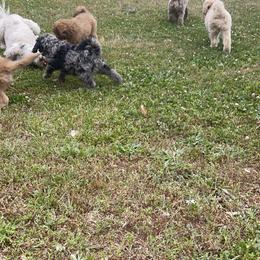 Golden Aussiedoodle and Goldendoodle Puppies from Law Doodles of SC
