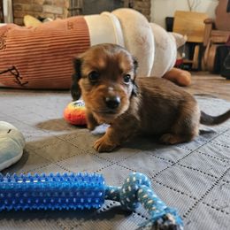Lil guy - Chocolate and tan male Dachshund puppy in New Castle, Colorado from Shaffers low riding weiners