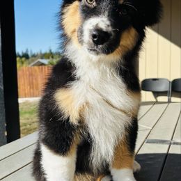 Ebony - Black tri female Miniature American Shepherd puppy in Spanaway, Washington from Meadow Run Mini American Shepherds