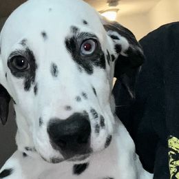 Orange Girl - White and black Dalmatian puppy in Lakeland, Florida from Ink Spot Canines