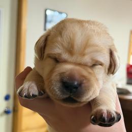 Green collar - Yellow male Labrador Retriever puppy in Clear Lake, Wisconsin from Pineview Meadow Labradors