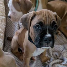 Black colar - Fawn male Boxer puppy in Statham, Georgia from Suarez AKC Boxers LLC
