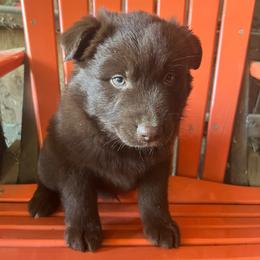 Brownie - Red & white male Australian Shepherd puppy in Whitwell, Tennessee from Owl Hollow Farm