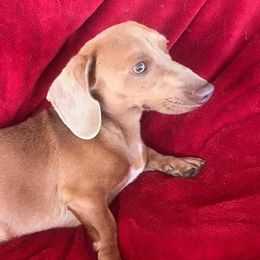 Australian Cattle Dogs and Dachshunds from Kari's Dachshunds and Heelers