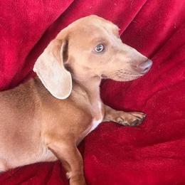 Australian Cattle Dogs and Dachshunds from Kari's Dachshunds and Heelers