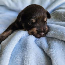 Katarina - Liver female Miniature Schnauzer puppy in Crosby, Texas from Raisin' the Woof Schnauzers