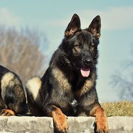 German Shepherds from Teena Roth's German Shepherds