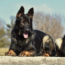 German Shepherds from Teena Roth's German Shepherds
