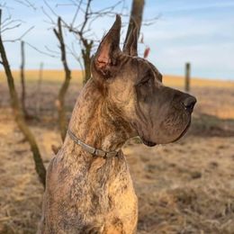 Stetson - Great Dane