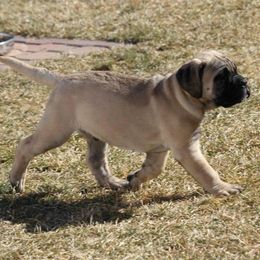 Bullmastiff Puppies from Amulet Bullmastiffs