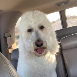 Lola - Goldendoodle