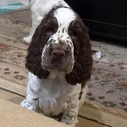 Sweetie - White and liver female English Springer Spaniel puppy in Newport News, Virginia from Sara's English Springer Spaniels